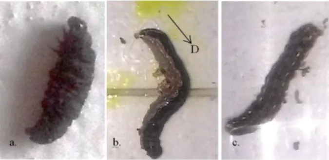Gambar  4  Larva  S.  litura  yang  mati  akibat  perlakuan  B.  thuringiensis,  (a)  berwarna hitam, kering dan kaku, (b) larva mengalami diare sebelum akhirnya  mati, (c) larva yang mati akibat perlakuan kontrol