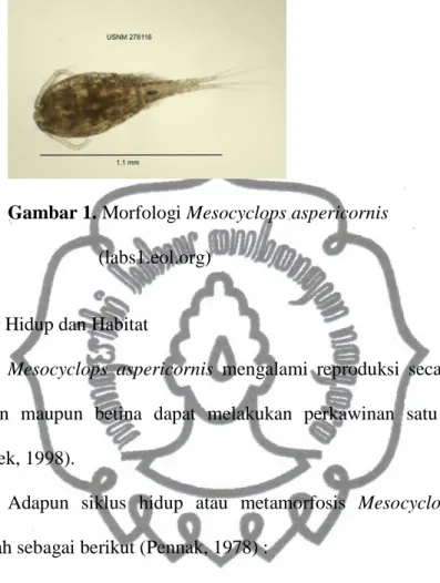 Gambar 1. Morfologi Mesocyclops aspericornis          (labs1.eol.org) 
