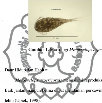 Gambar 1. Morfologi Mesocyclops aspericornis 