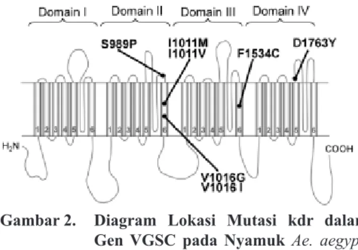 Gambar 2. Diagram Lokasi Mutasi kdr dalam Gen VGSC pada Nyamuk Ae. aegypti (Kasai et al, 2011)  Jenis  mutasi  ini  cenderung  terbatas  hanya  di  kawasan  Asia  Tenggara  meliputi  Thailand,  Indonesia, Vietnam dan Taiwan