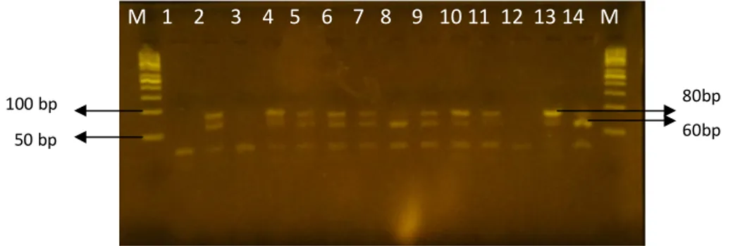 Gambar	3	menunjukkan	bahwa	pada	lane	8	sampel	 belum	 mengalami	 mutasi,	 lane	 2,	 4-7,	 9,10	 dan	 12	 sampel	mengalami	mutasi	secara	heterozigot	dan	lane	 11,	sampel	mengalami	mutasi	homozigot.
