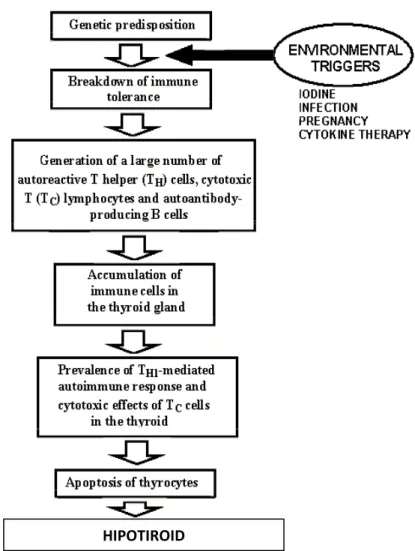 Gambar 7. Skema Respon autoimmum Antigen Dengan Infiltrasi sel limfosit 