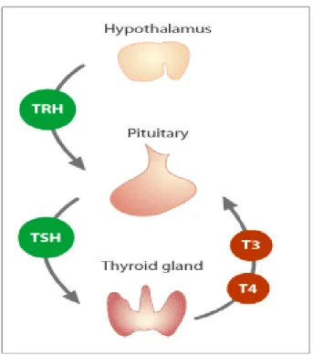 Gambar 5. Diagram pengaturan sekresi tiroid. 