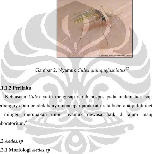 Gambar 2. Nyamuk Culex quinquefasciatus 22 