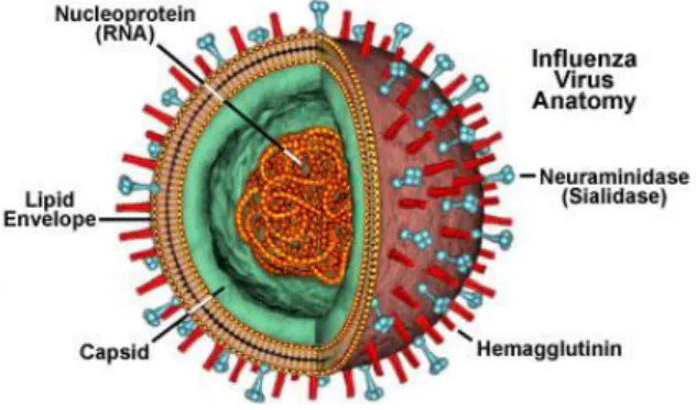 Gambar 2  Anatomi virus avian influenza (Suerez dan Schultz 2000) 