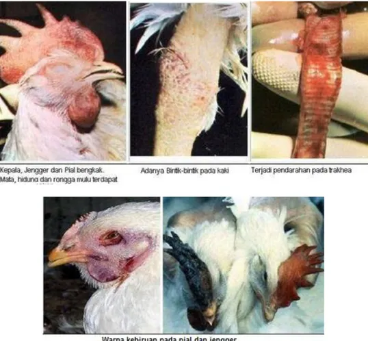 Gambar 3  Ayam yang terkena avian influenza (Capua et al. 2004) 