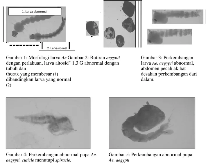 Gambar 1: Morfologi larva  Ae  Gambar 2: Butiran  aegypti  dengan perlakuan, larva altosid&#34; 1,3 G abnormal dengan  tubuh dan   