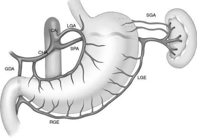 Gambar 2.3.Supplai perdarahan dari gaster.Arteri Coeliacus (CA), arteri  gastrica sinistra (LGA), arteri gastrica dextra (RGA), arteri gastroduodenale (GDA), arteri hepatica communis (CHA), arteri gastroepiploica dextra (RGE), arteri gastroepiploica sinistra (LGE), arteri spleenica (SPA).(Debas, 2003)  