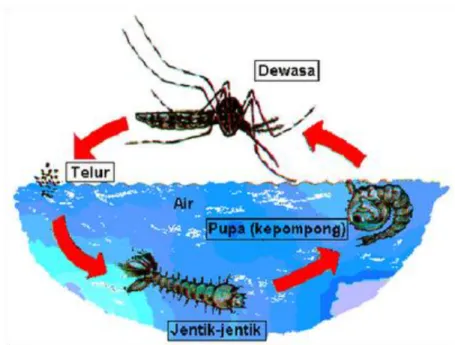 Gambar 1. Siklus Hidup Nyamuk Aedes aegypti 
