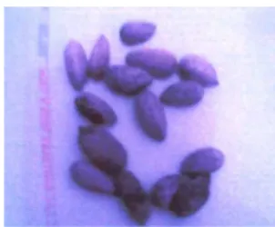 Gambar 1.  Biji-biji mimba (A. indica) Figure 1. The neem seeds (A. indica)