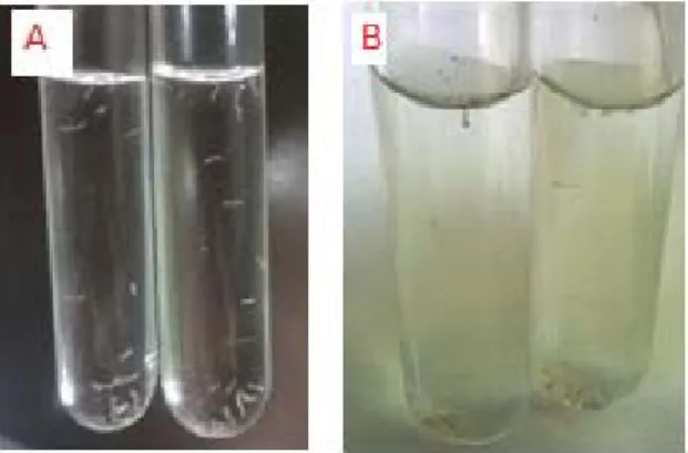 Gambar 4. Hasil uji biolarvasida (A) Kontrol negatif  (B) Fraksi n-heksana  