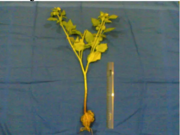 Gambar 1.  Herba ceplukan (Physalis angulata) 