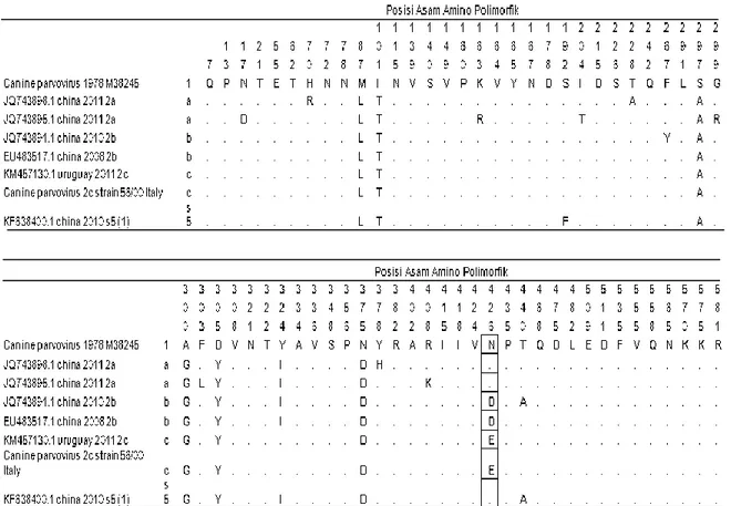 Tabel  2.  Rangkuman  asam  amino  polimorfik  protein  VP2  dari  berbagai  isolat  yang  sekuensnya tersedia di GenBank dan strainnya diketahui 