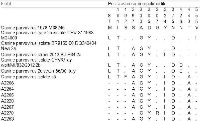 Tabel  3.  Asam  amino  polimorfik  CPV  asal  Bali  dibandingkan  dengan  berbagai  strain  CPV  yang dikenal didunia 