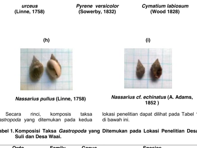 Tabel 1. Komposisi  Taksa  Gastropoda  yang  Ditemukan  pada  Lokasi  Penelitian  Desa  Suli dan Desa Waai
