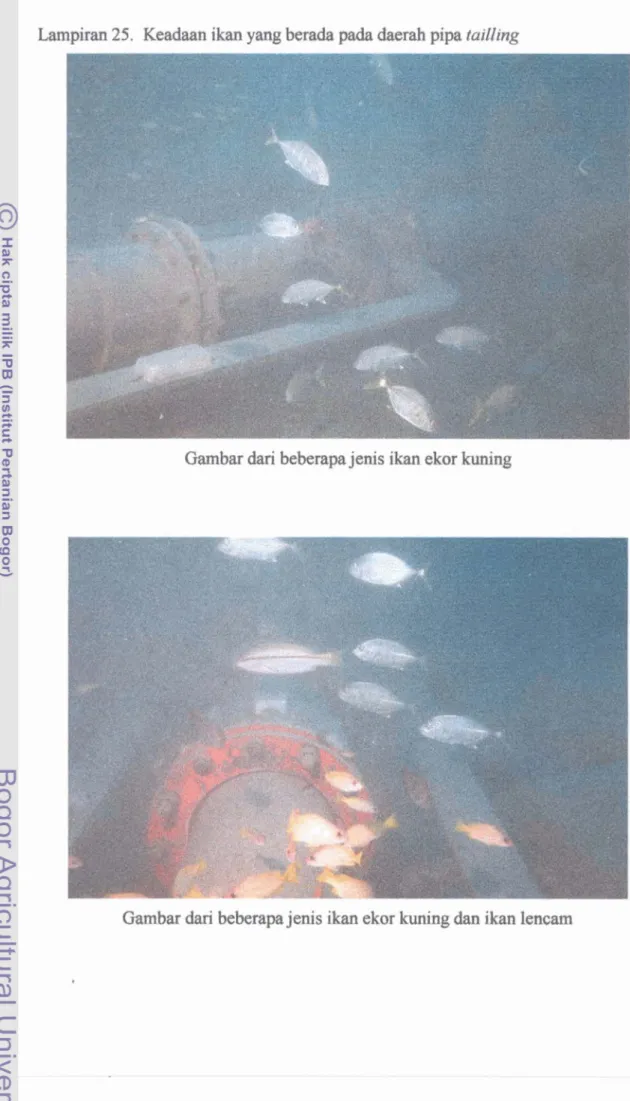 Gambar  dari  btbempa  jenis  ikan ekor kuning  dm  ikan  h a m  