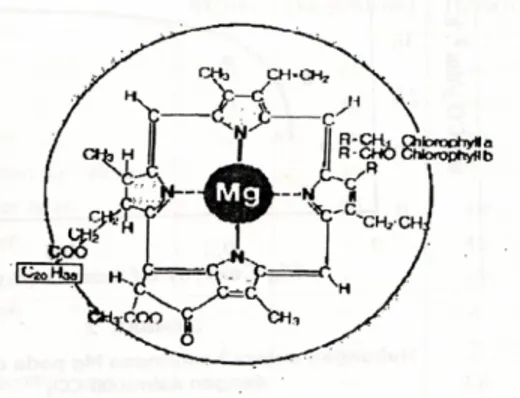 Gambar 2.1 . Model keterdapatan unsur Mg di klorofil hijau daun. 