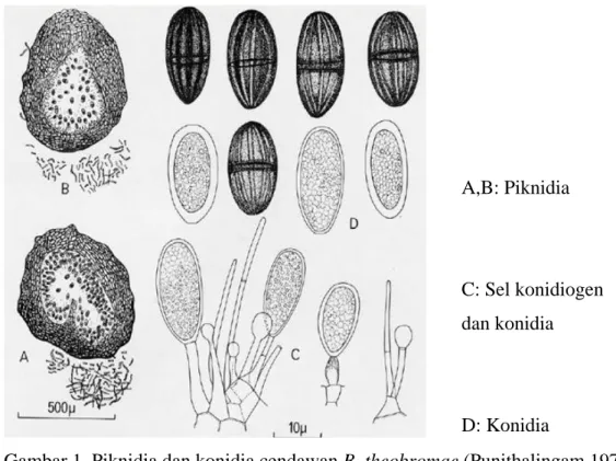 Gambar 1  Piknidia dan konidia cendawan B. theobromae (Punithalingam 1976).  