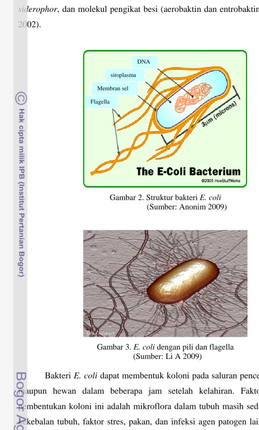 Gambar 2. Struktur bakteri E. coli                       (Sumber: Anonim 2009) 