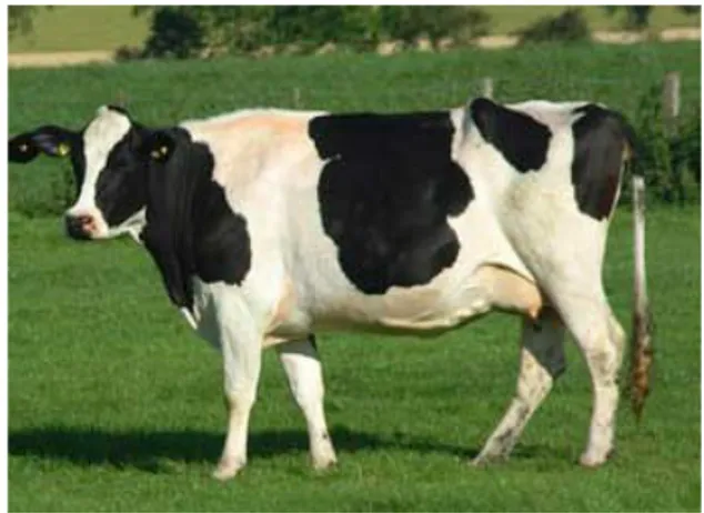 Gambar 4. Sapi perah jenis Friesian Holstein  (Sumber : Anonim 2008) 