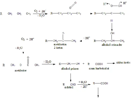 Gambar 3. Degradasi senyawa hidrokarbon alkane melalui jalur oksidasi subterminal                                   (Atlas &amp; Bartha, 1992 dalam Nugroho 2009) 