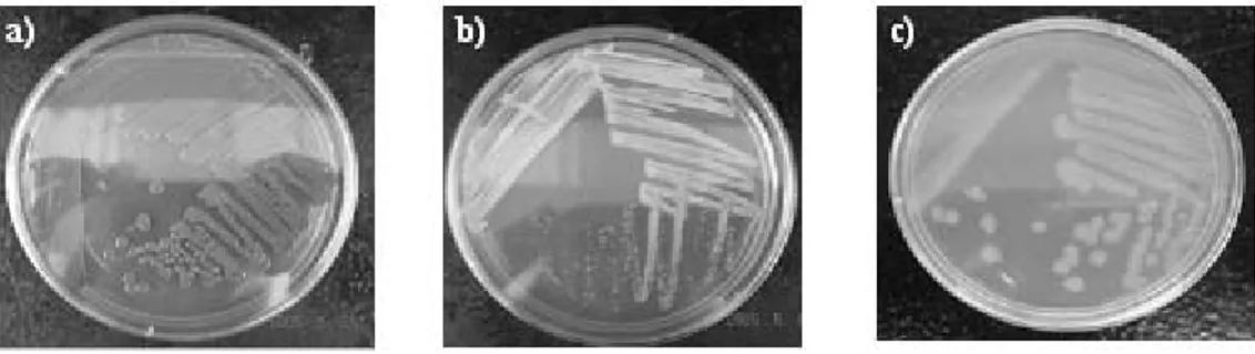 Gambar 1.Profil bakteri pendegradasi hidrokarbon.