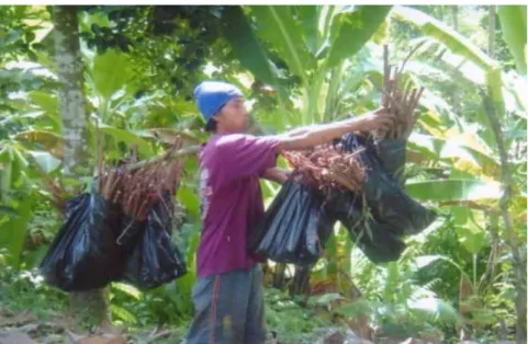 Gambar 2.  Koleksi akar sukun