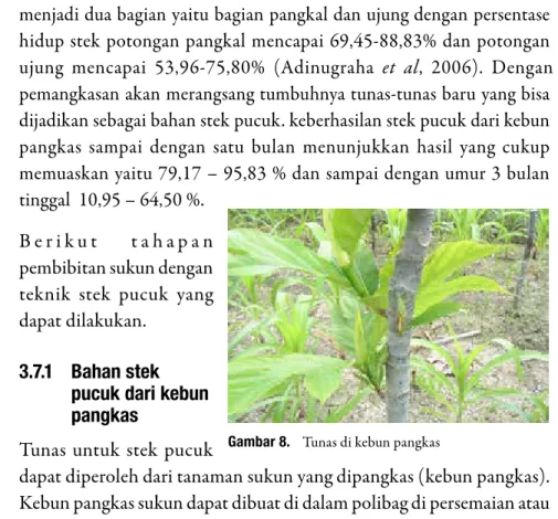 Gambar 8.  Tunas di kebun pangkas 