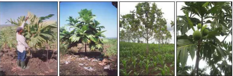 Gambar 13.  Pertumbuhan tanaman uji klon sukun di Gunung Kidul s/d umur 5 tahun 