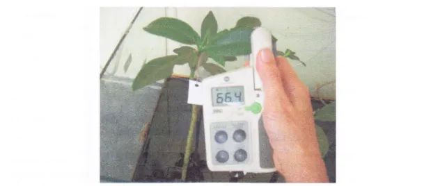 Gambar  13.  pengukuran  kadar  klorofil  daun  mangrove  menggunakan  klorofilmeter