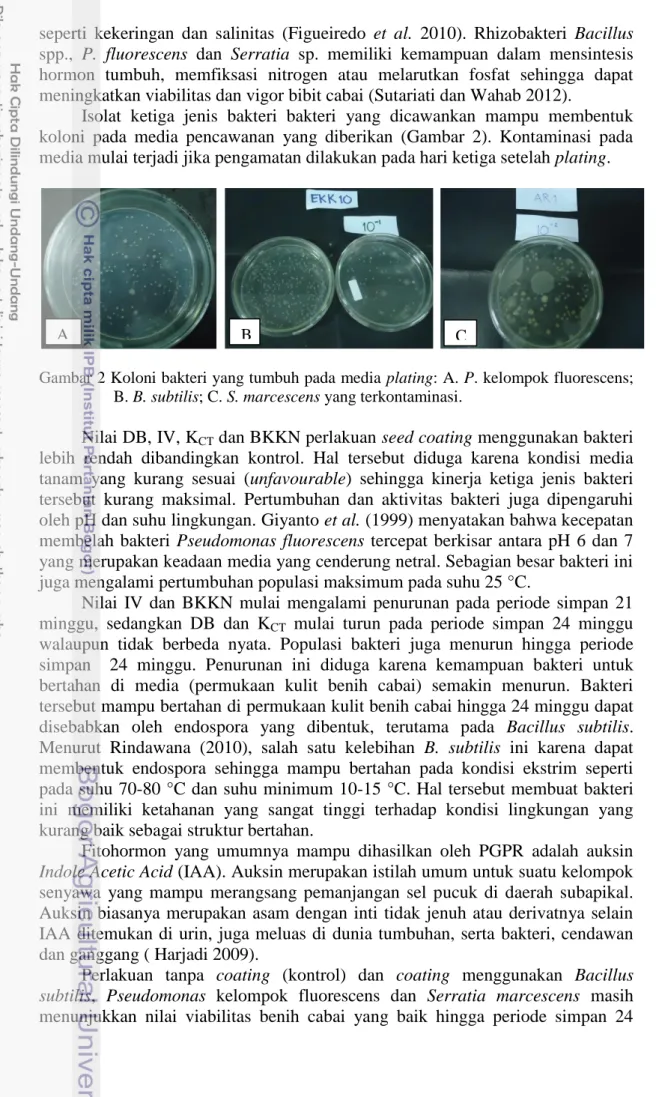 Gambar 2 Koloni bakteri yang tumbuh pada media plating: A. P. kelompok fluorescens; 