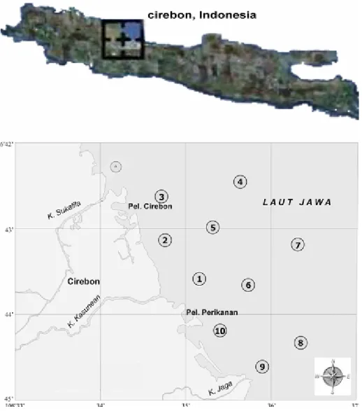 Gambar 1 . Lokasi penelitian di perairan pesisir Cirebon, Februari 2010.