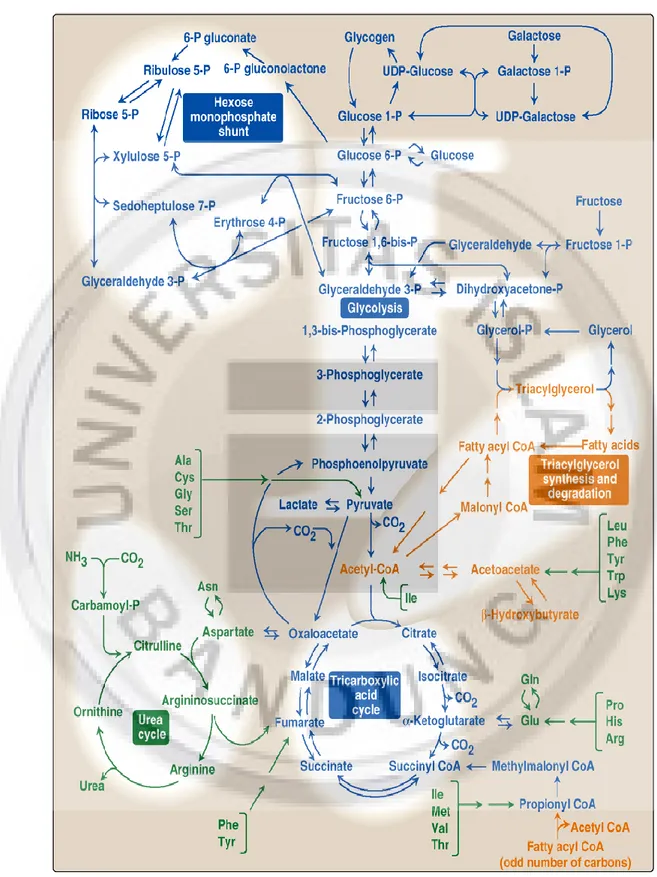 Gambar 2.13 Interelasi metabolisme 