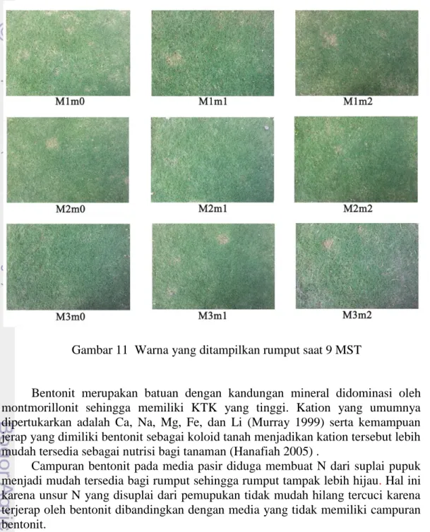 Gambar 11  Warna yang ditampilkan rumput saat 9 MST 