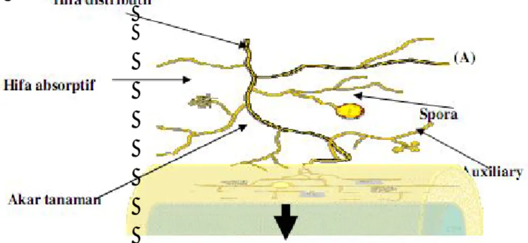 Gambar 1. Asosiasi FMA dengan Akar Tanaman   (A). Struktur di dalam tanah, (B) Struktur pada akar  