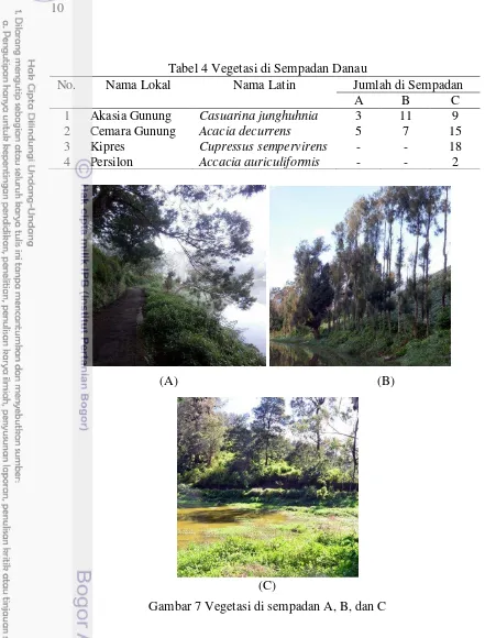 Tabel 4 Vegetasi di Sempadan Danau 
