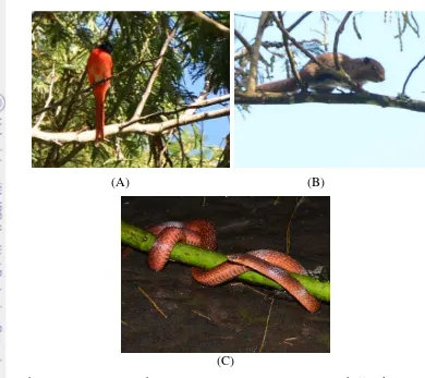 Gambar 8 (A) Burung sepah gunung (Pericrocotus miniatus) (B) bajing kelapa 