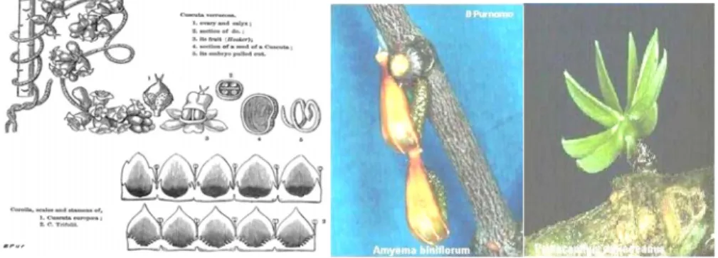 Gambar Cuscuta verrucos (kiri), Amyema biniflorium dan Psittacanthus schiedeanus (kanan)  Contoh tumbuhan parasit yaitu : Cassytha filiformis, Viscum ovalifolium, Viscum articulatum,  Cuscuta campestris, Cuscuta reflexa, Cuscuta timorrensis, Cuscuta verruc