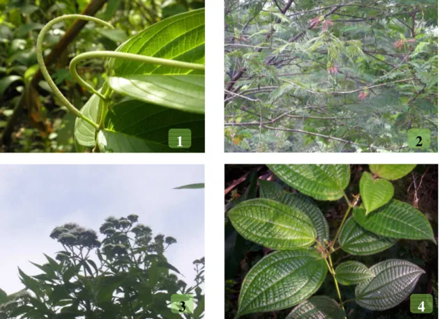 Gambar 2. Foto  jenis-jenis/spesies    tumbuhan  asing  invasif  di  TN  Gunung  Halimun  Salak,  Resort  Cidahu,  Jawa Barat: 