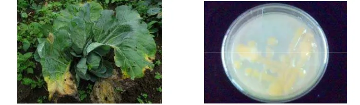 Gambar 4  Gejala penyakit busuk hitam di lapangan (kiri), koloni bakteri X. campestris pada media YDC (kanan)