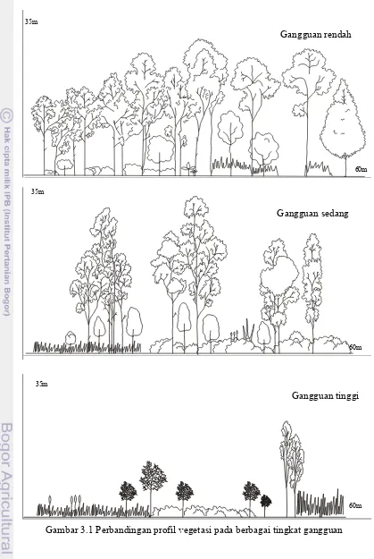 Gambar 3.1 Perbandingan profil vegetasi pada berbagai tingkat gangguan  