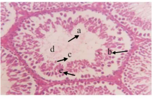 Gambar 3. Gambaran mikroskopik tubulus seminiferus testis kelompok FEAS-250. a.