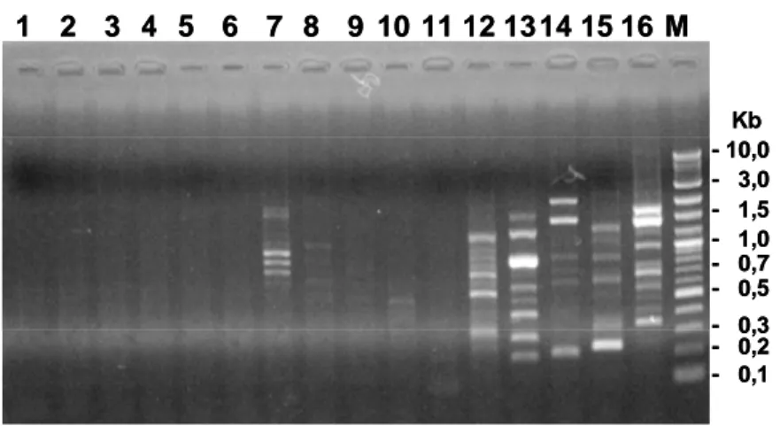 Gambar 2.   Hasil elektroforesis DNA produk PCR-RAPD dengan menggunakan 16 jenis primer  (no
