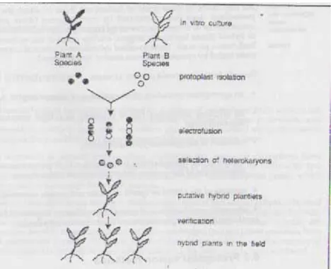 Gambar 2.Hibridisasi Somatik antara Dua Species Tanama cara Elektrofusi                             (Puite,K.J.,1991) 