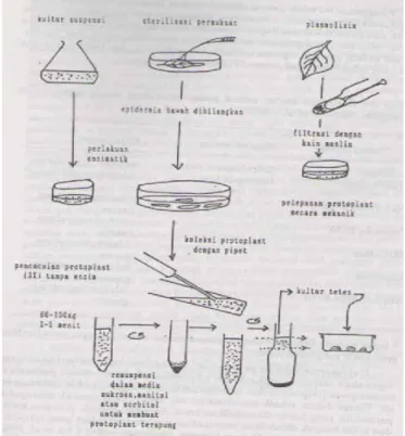 Gambar 2. Skema Teknik Mendapatkan Protoplas (Mantell et al., 1985 dalam                       Soemartono, et al