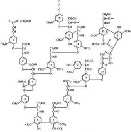 Gambar 2. Strukur Lignin 