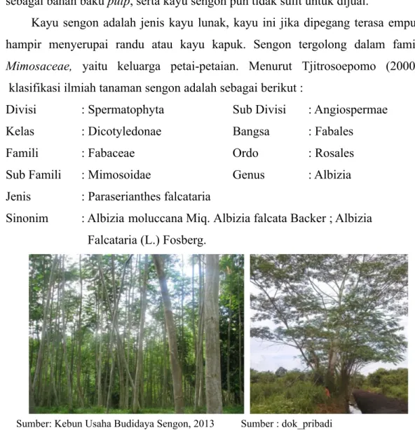 Gambar 1. Pohon Sengon (Albizia falcataria)