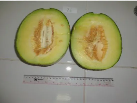 Gambar 2. Hasil pemurnian buah melon Tacapa di lahan budidaya B. Inokulasi powdery mildew ke tanaman melon