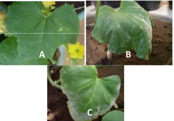 Gambar  3.  Hasil  inokulasi  isolat  powdery  mildew  pada  daun  tanaman melon. (Ket