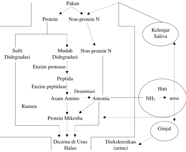 Gambar 4. Proses Metabolisme Protein dalam Rumen Ternak Ruminansia  (McDonald et al., 2002)Pakan Protein   Non-protein N Sulit  Didegradasi Mudah Didegradasi Peptida Enzim protease Asam Amino Protein Mikroba Rumen Dicerna di Usus Halus  Non-protein N Amoni